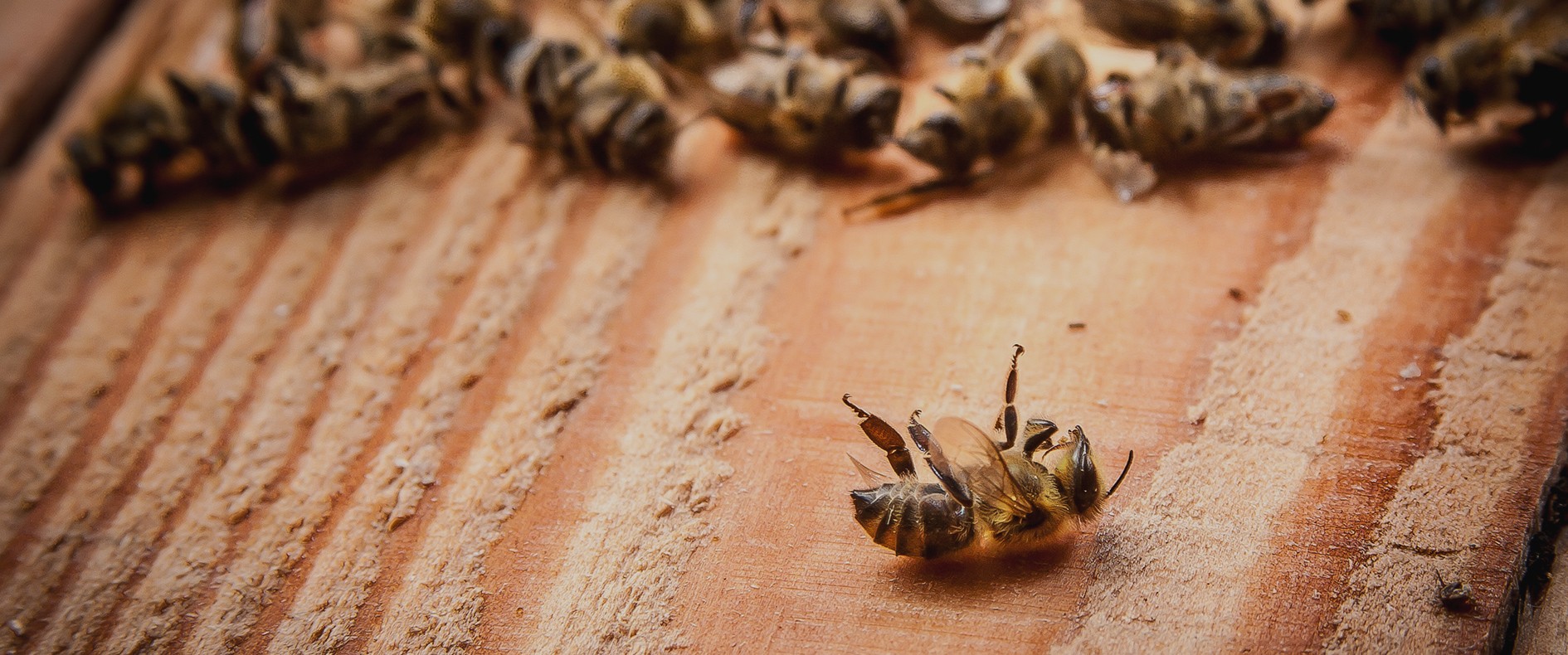 Préservez la biodiversité et la vie des abeilles